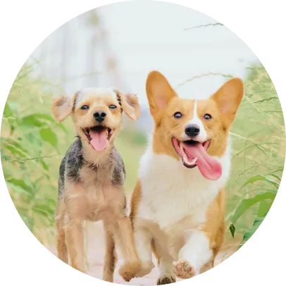 トラッチャのコンセプトイメージ画像